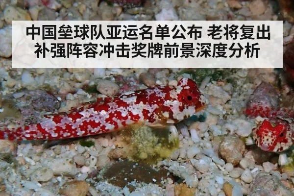 中国垒球队亚运名单公布 老将复出补强阵容冲击奖牌前景深度分析